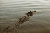 666_Krokodil, Yellow Water - Kakadu